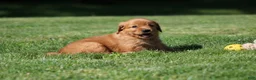 Golden Retriever dogs for sale: Winnie - Ad 1