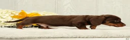 Miniature Dachshund dogs for sale: Chocolate - Ad 3