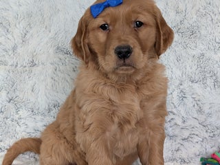 Golden Retriever dogs Mikey - Ad 11