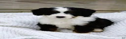 Mini Bernedoodle dogs for sale: Lilly - Ad 2
