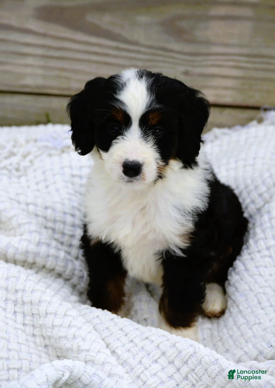 Mini Bernedoodle dogs for sale: Lilly - Ad 2