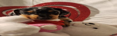 Miniature Dachshund Puppy 2