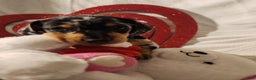 Miniature Dachshund dogs for sale: Miniature Dachshund Puppy 2 - Ad 1