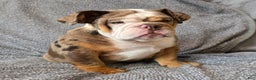 English Bulldog dogs for sale: Gatski - Ad 2