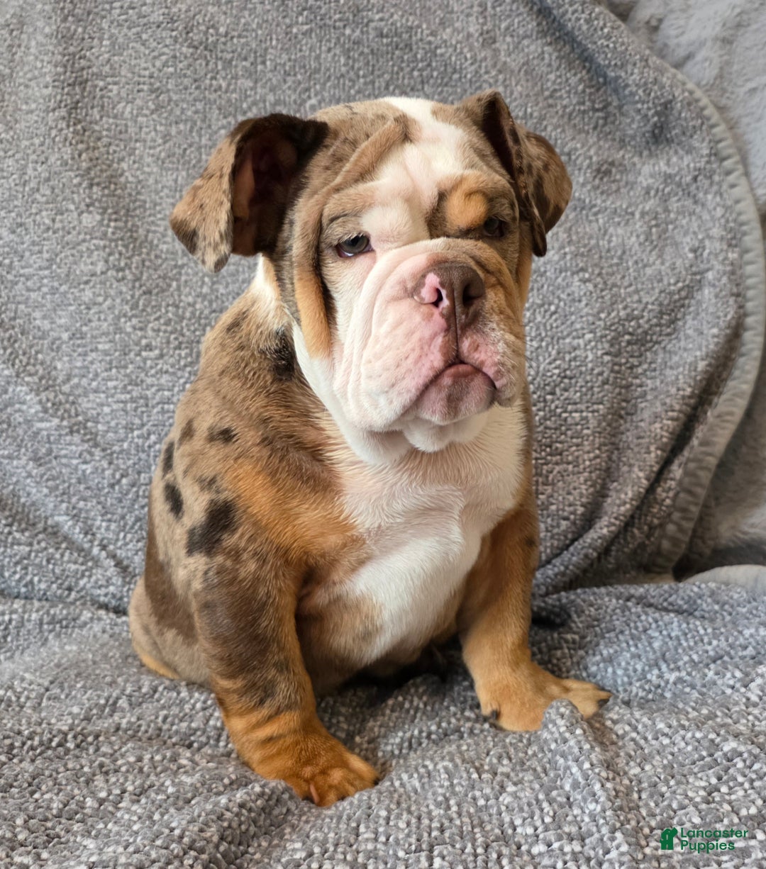 English Bulldog dogs for sale: Gatski - Ad 2