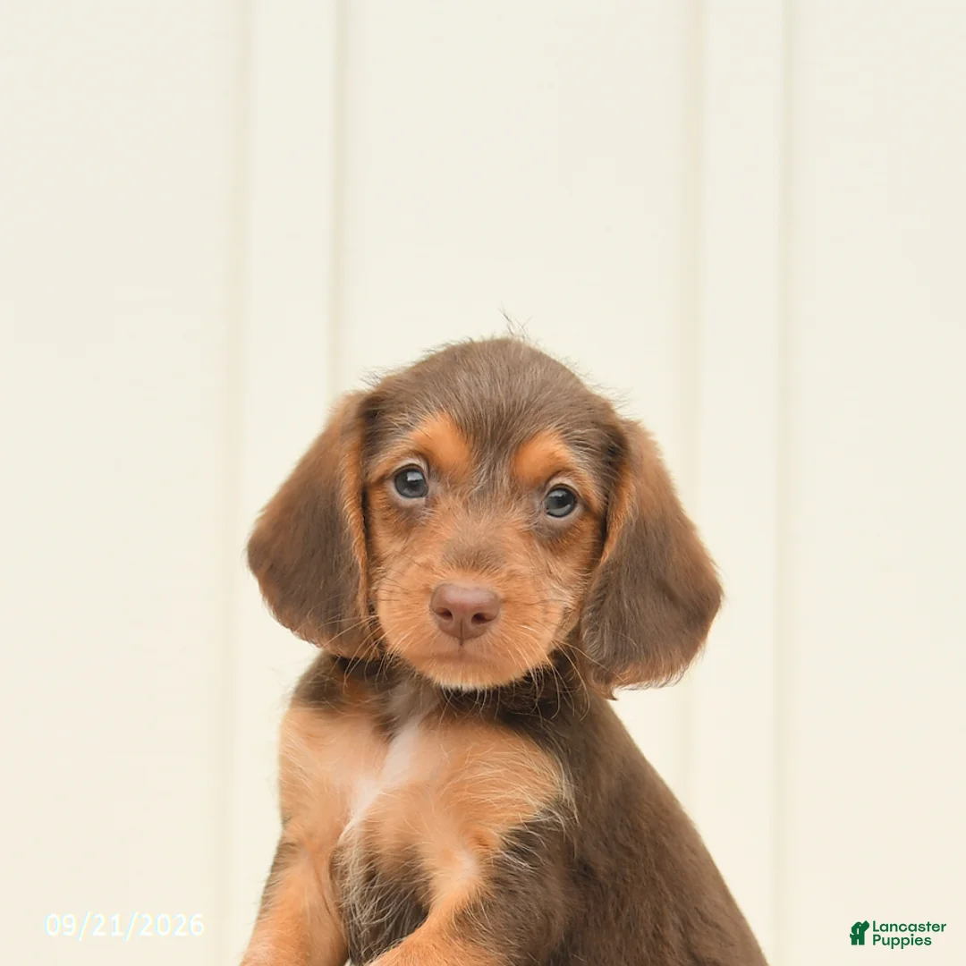 Mixed Breed dogs for sale: Fiona - Ad 5
