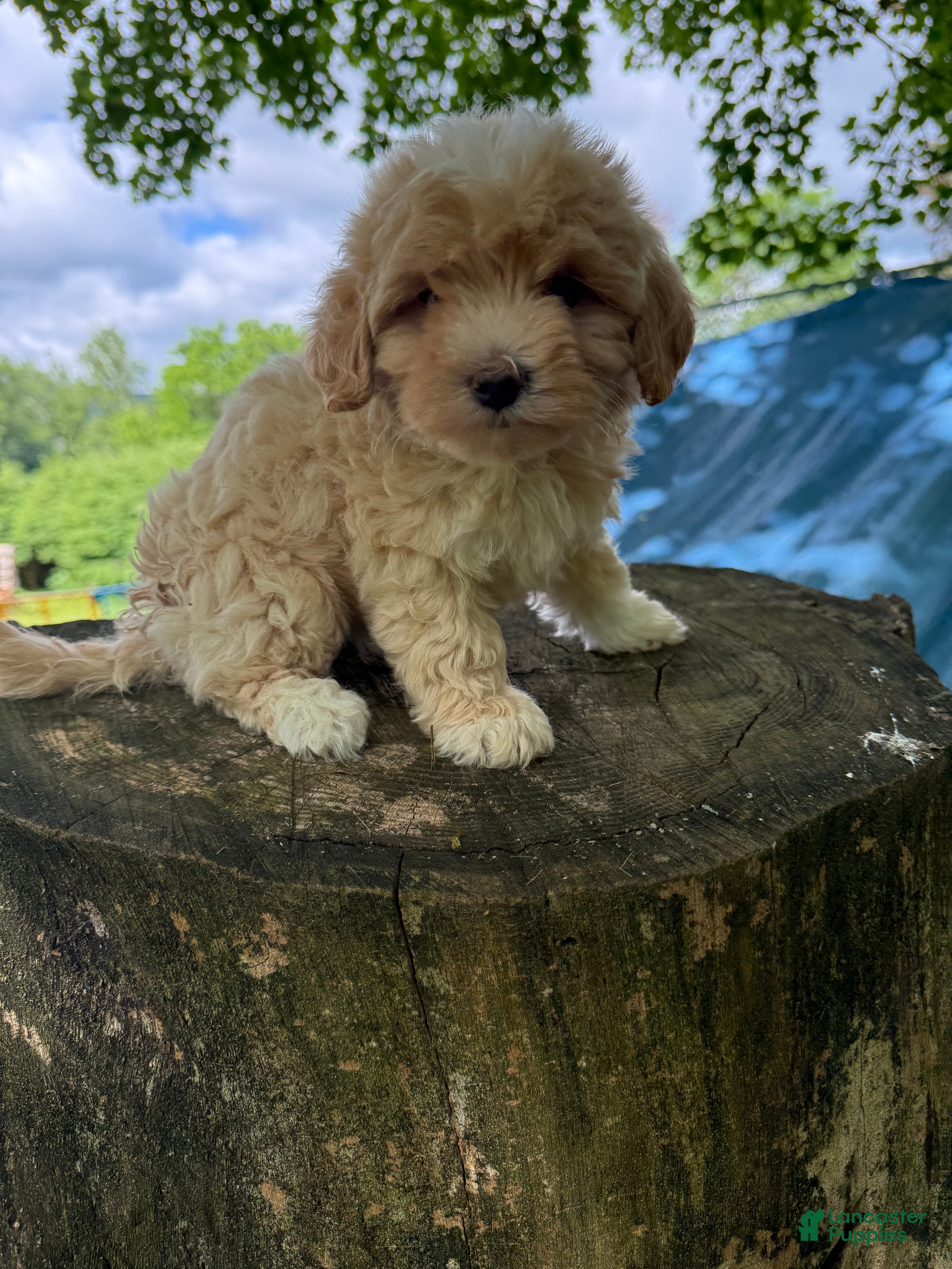 Maltipoo dogs Molly - Ad 3