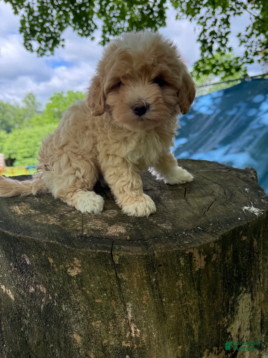 Maltipoo dogs for sale: Molly - Ad 1