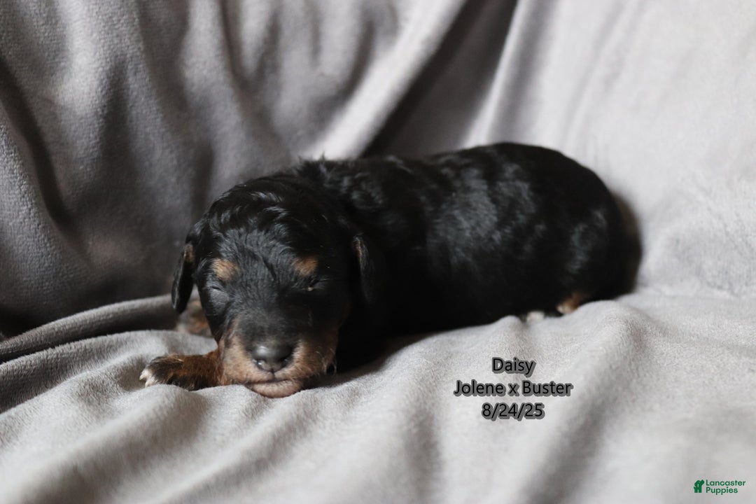 Mini Aussiedoodle dogs for sale: Pluto - Ad 5