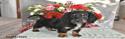 Miniature Dachshund dogs for sale: Jackson - Ad 1