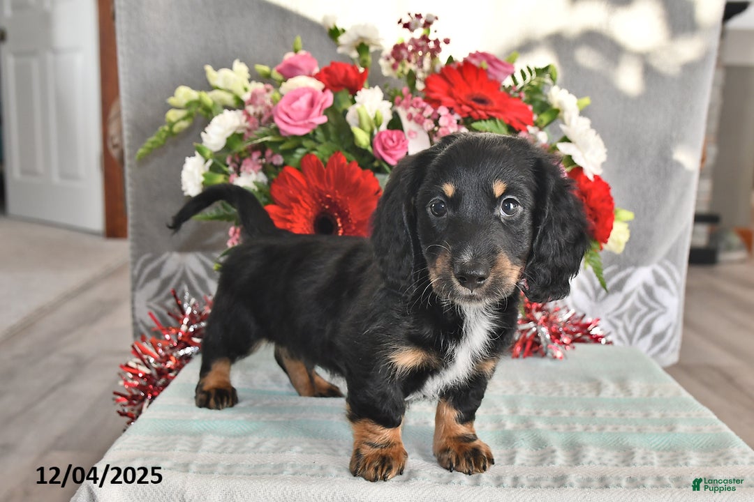 Miniature Dachshund dogs for sale: Jackson - Ad 1