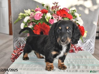 Miniature Dachshund dogs Jackson - Ad 21