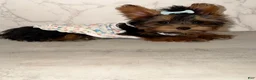 Yorkshire Terrier dogs for sale: Billy Rae - Ad 4