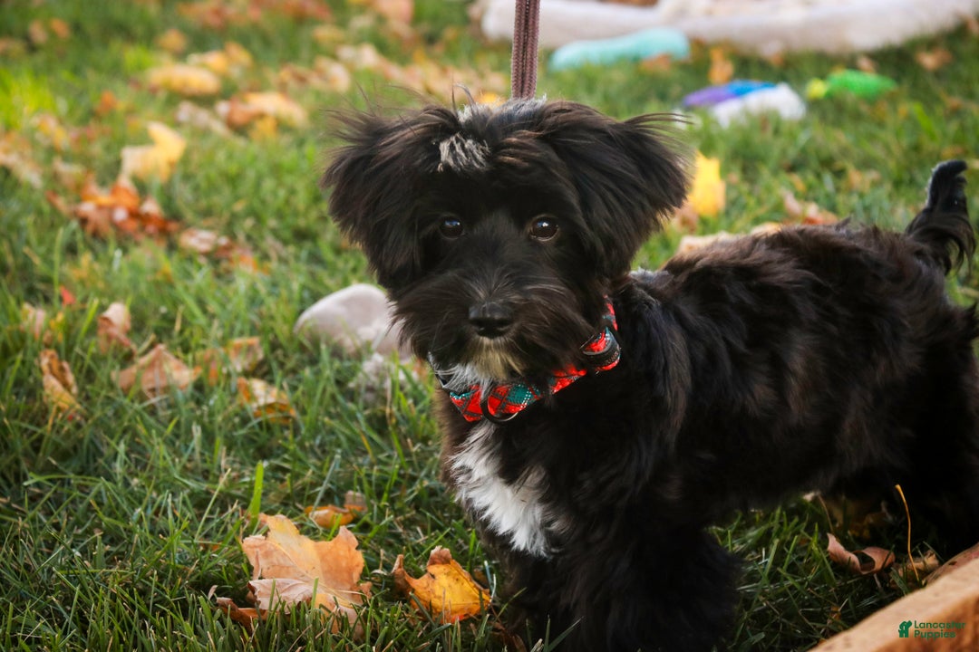 Morkie dogs for sale: Mackintosh - Ad 8