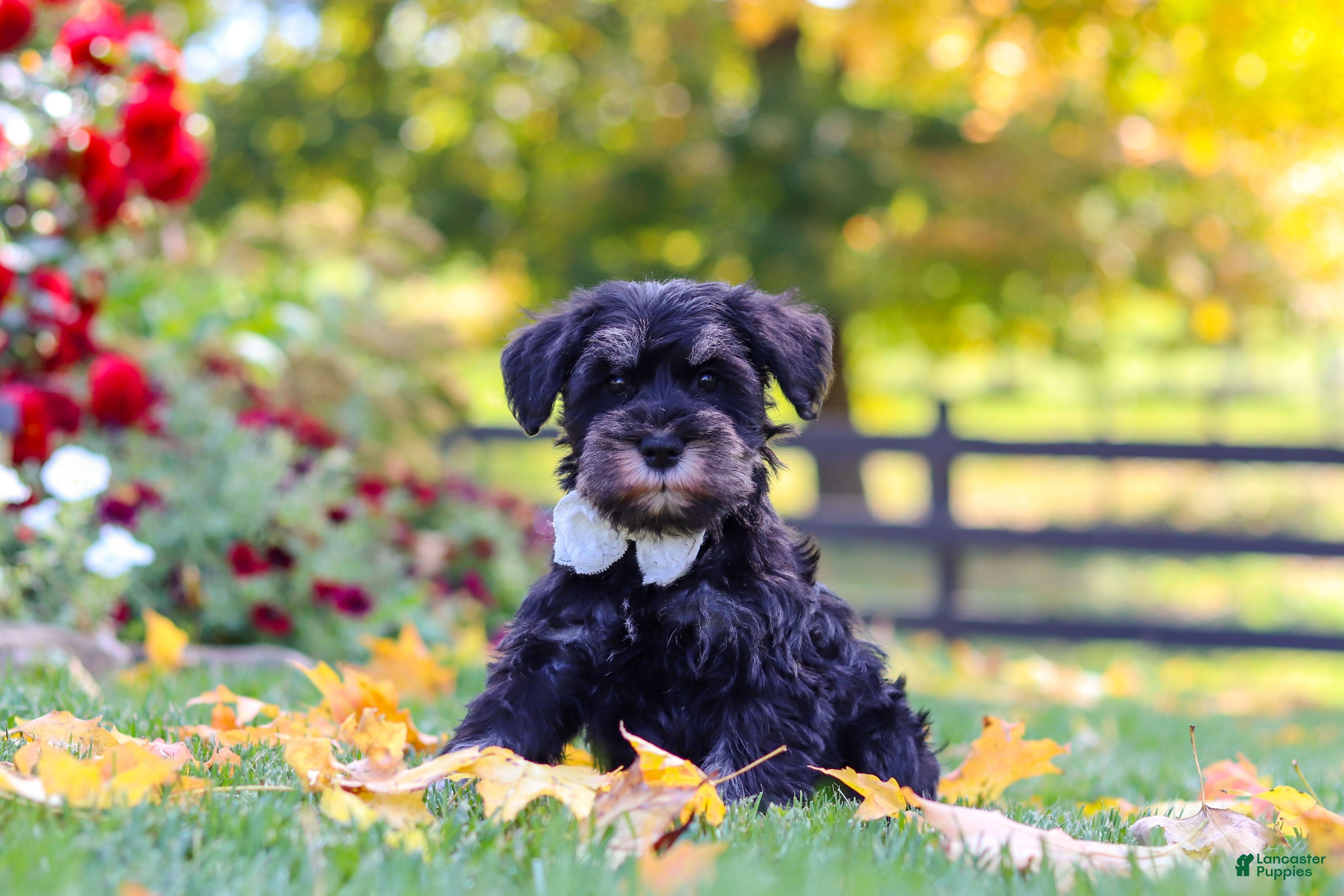 Miniature Schnauzer dogs Johnny - Ad 2