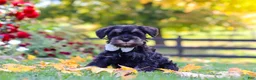 Miniature Schnauzer dogs for sale: Johnny - Ad 2