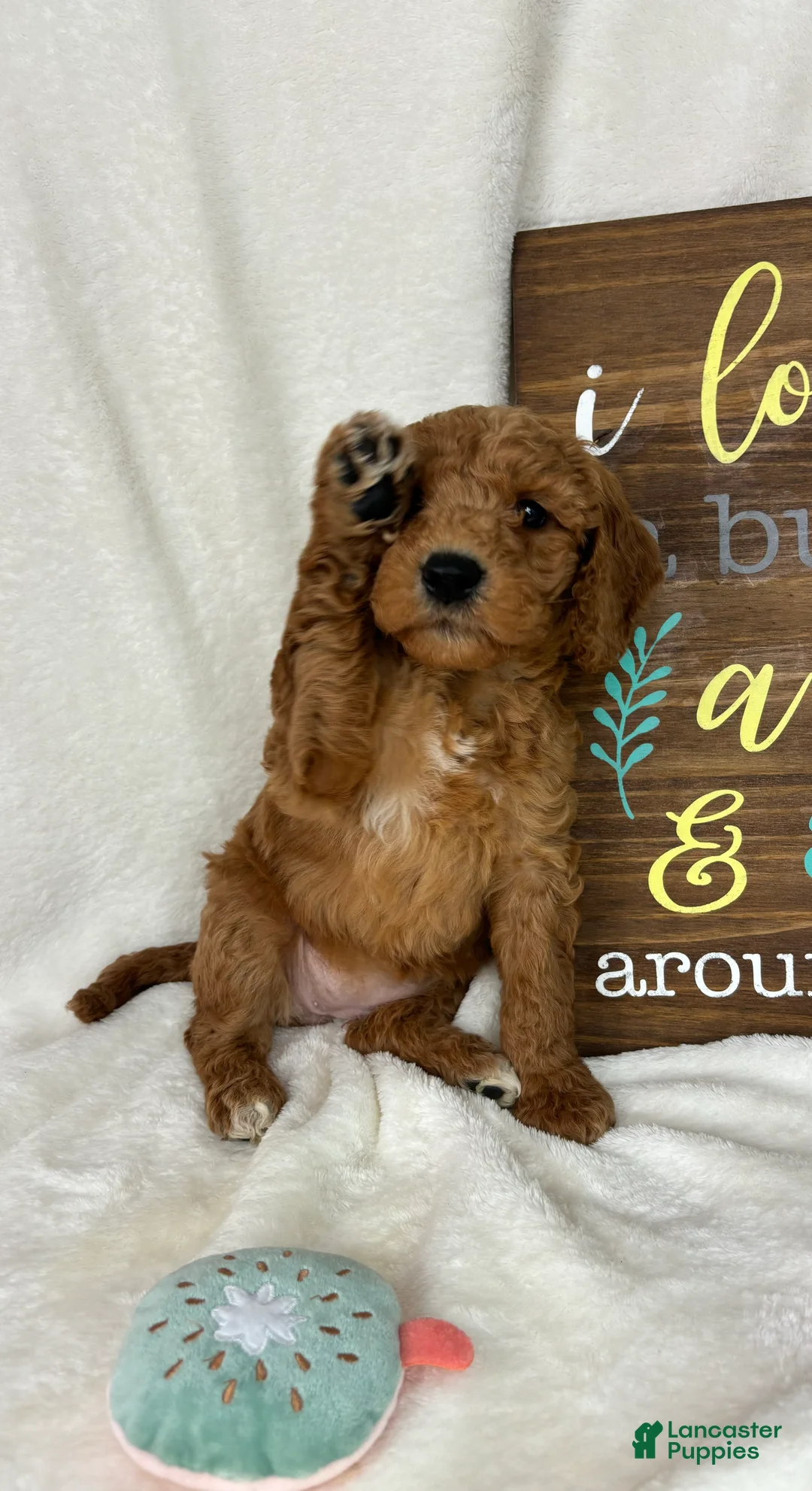 Mini Goldendoodle dogs for sale: Ginger - Ad 2