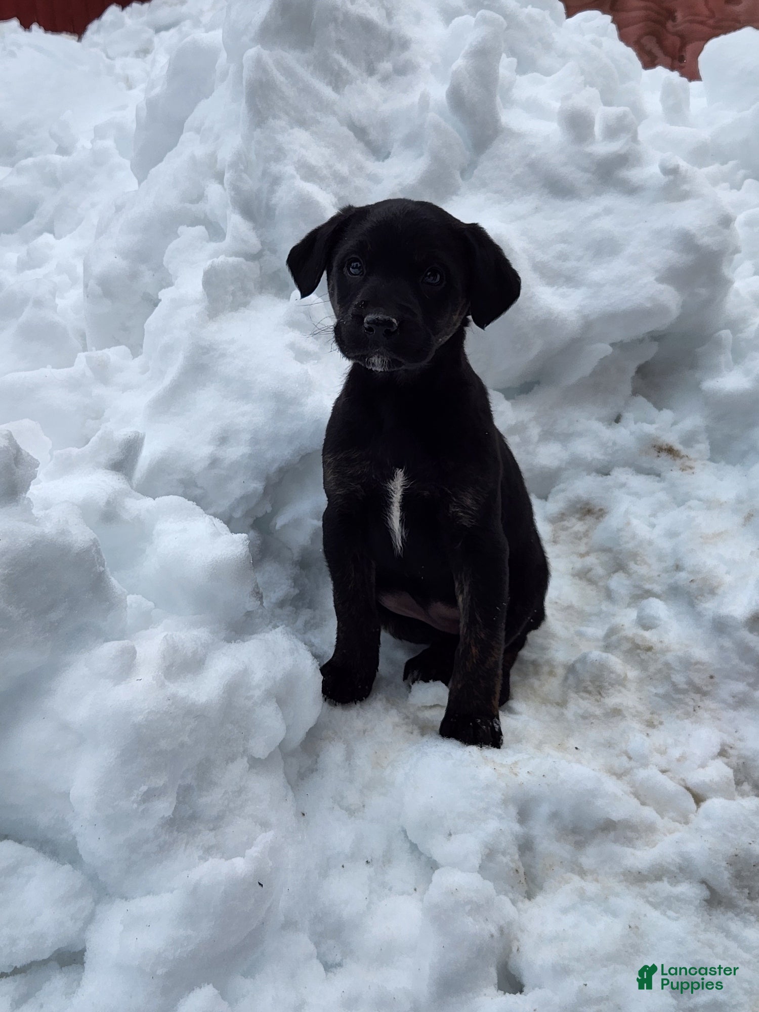 Labradoodle dogs Labradoodle Puppy 2 - Ad 19