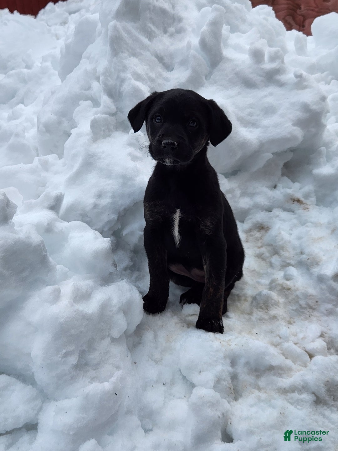 Labradoodle dogs for sale: Labradoodle Puppy 2 - Ad 1