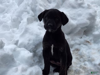 Labradoodle dogs Labradoodle Puppy 2 - Ad 15