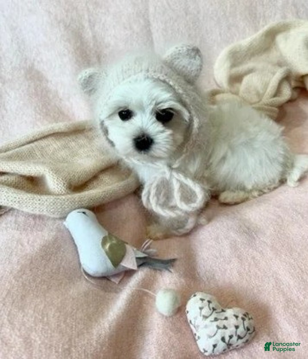 Maltese dogs for sale: Maltese Puppy 1 - Ad 1