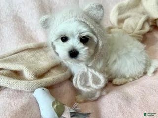 Maltese dogs Maltese Puppy 1 - Ad 21