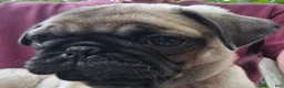 Pug dogs for sale: Bo - Ad 6