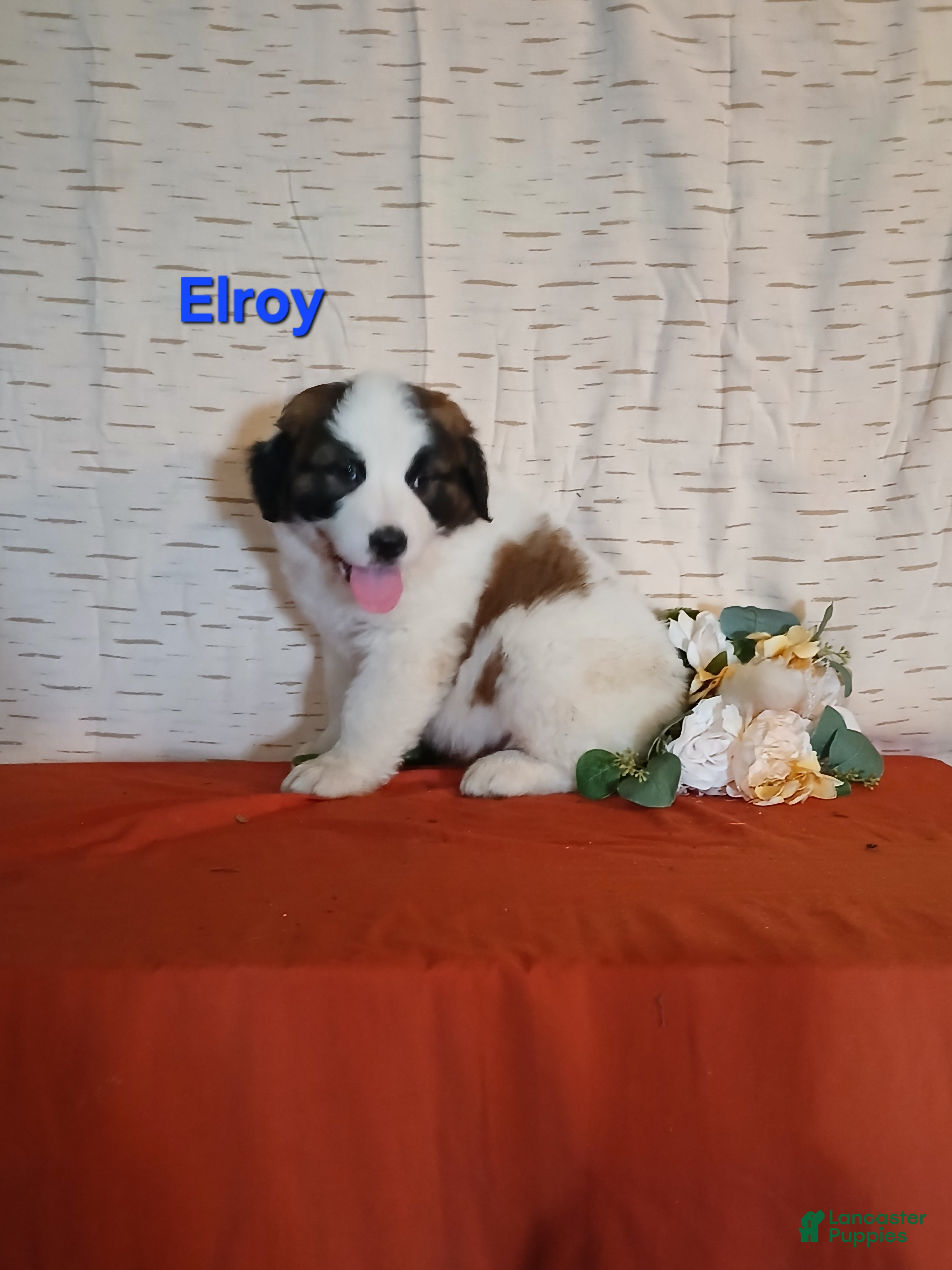Saint Bernard dogs Elroy  - Ad 1