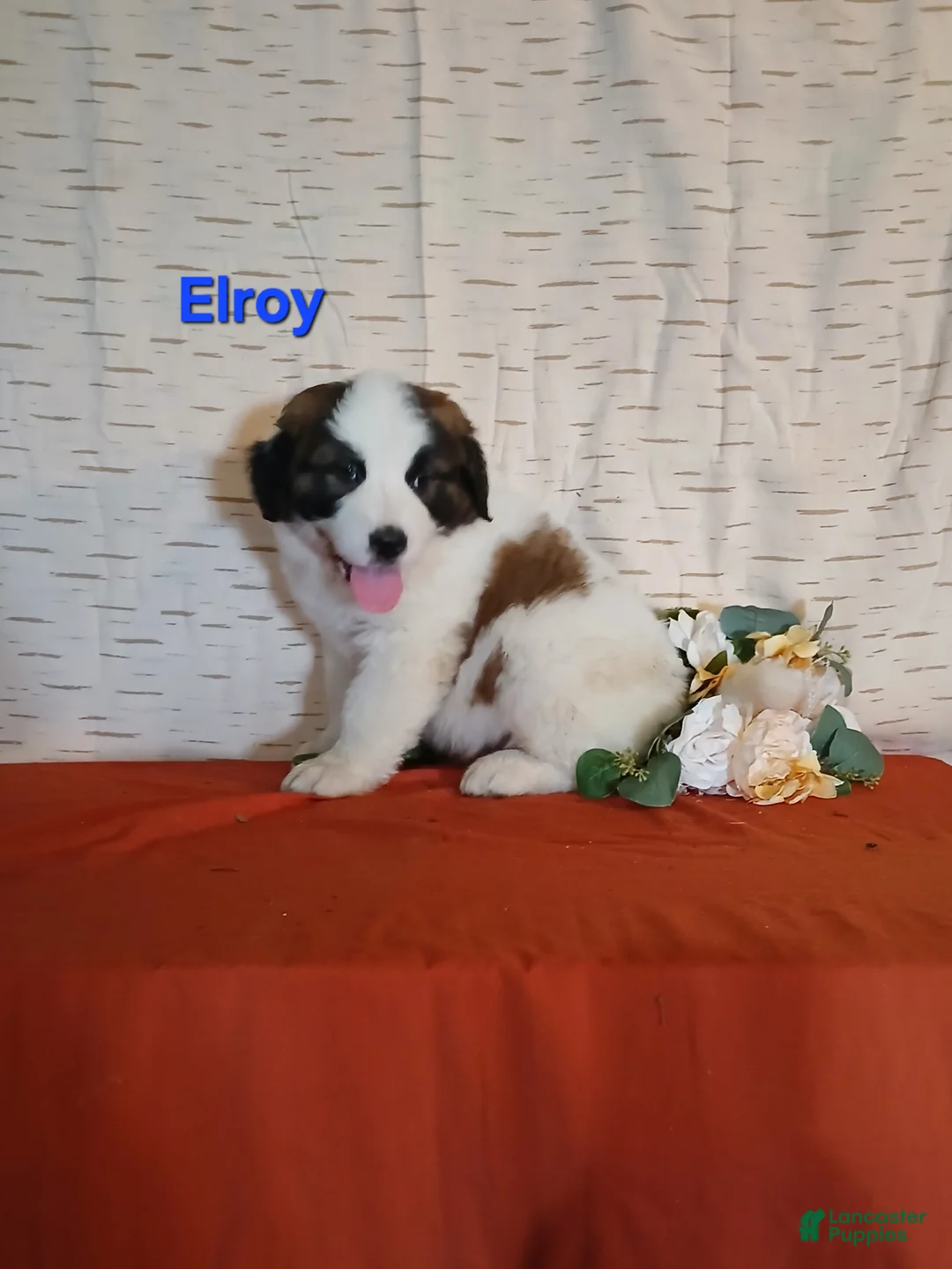 Saint Bernard dogs for sale: Elroy  - Ad 1