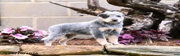Australian Cattle Dog dogs for sale: Ashley - Ad 7