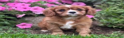 Cavalier King Charles Spaniel dogs for sale: Bella - Ad 11