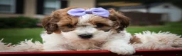 Cavachon dogs for sale: Hallie🎀 - Ad 12