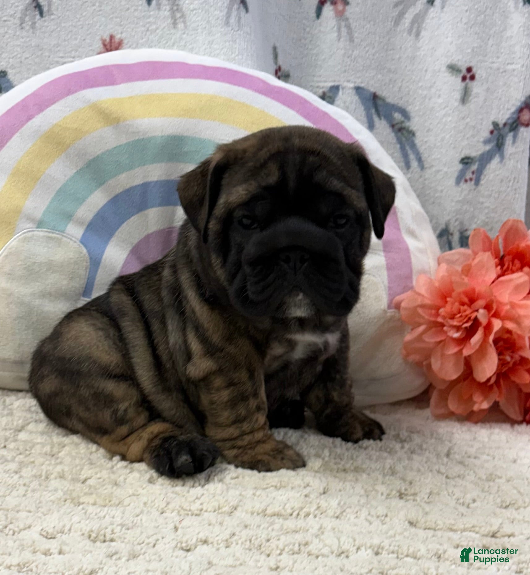 English Bulldog dogs Zeva - Ad 2