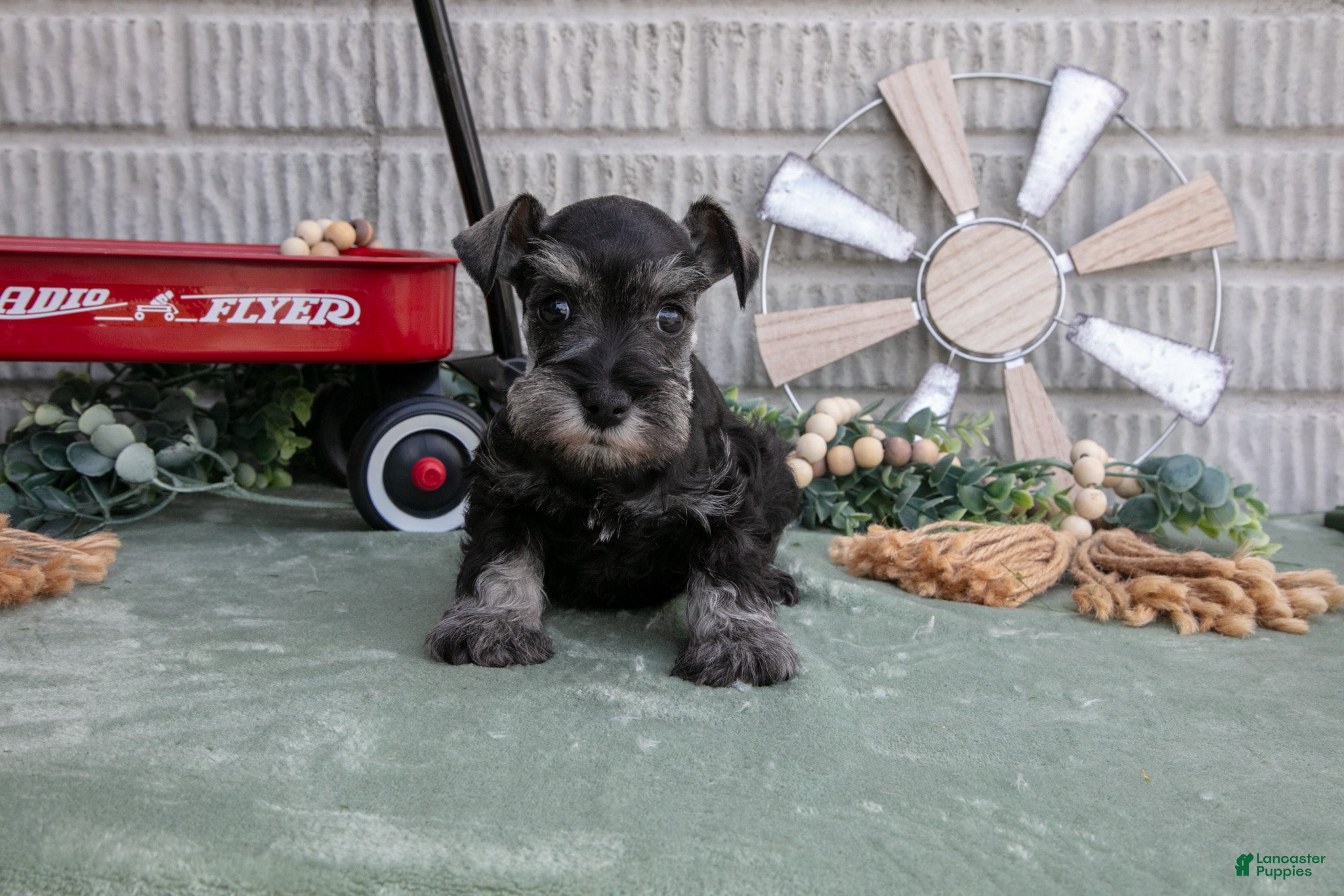 Miniature Schnauzer dogs Maverick - Ad 1