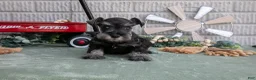 Miniature Schnauzer dogs for sale: Maverick - Ad 1