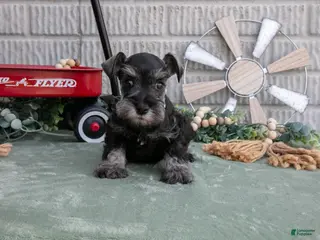 Miniature Schnauzer dogs for sale: Maverick - Ad 3