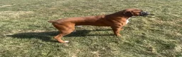 Boxer dogs for sale: Boxer Puppy 2 - Ad 6