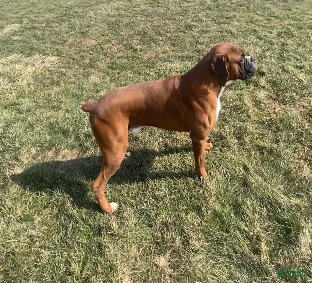 Boxer dogs for sale: Boxer Puppy 2 - Ad 6
