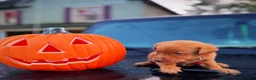 Labrador Retriever dogs for sale: Labrador Retriever 1 - Ad 2