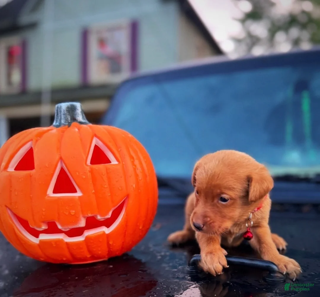 Labrador Retriever dogs for sale: Labrador Retriever 1 - Ad 2