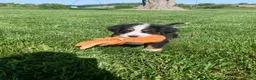 Bernese Mountain Dog dogs for sale: JJ - Ad 13