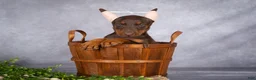 Doberman Pinscher dogs for sale: Kali - Ad 2