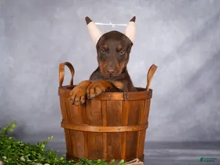 Doberman Pinscher dogs Kali - Ad 2
