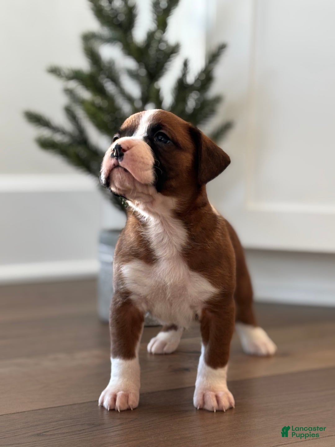 Boxer dogs for sale: Poppi - Ad 4