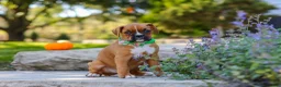 Boxer dogs for sale: Max - Ad 5