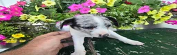 Chihuahua dogs for sale: Blaze - Ad 4