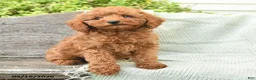 Miniature Poodle dogs for sale: Nellie - Ad 2