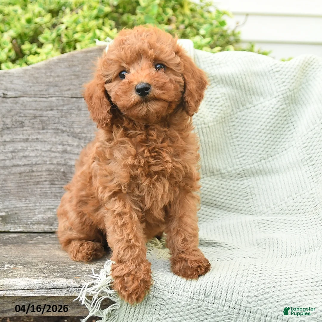 Miniature Poodle dogs for sale: Nellie - Ad 2