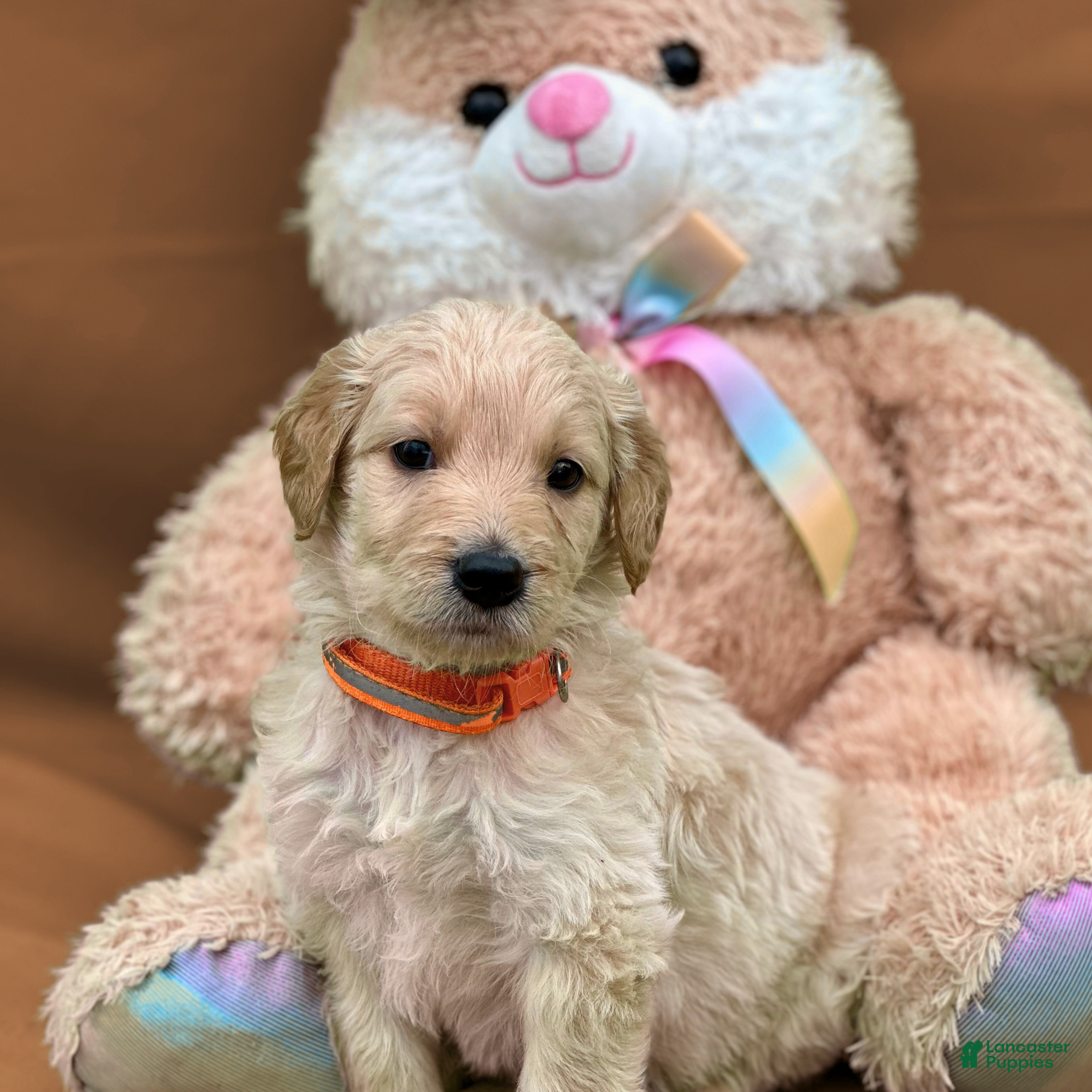 Goldendoodle dogs Obi-Wan Kenobi - Ad 1