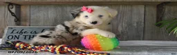 Australian Shepherd dogs for sale: Twinkle - Ad 3
